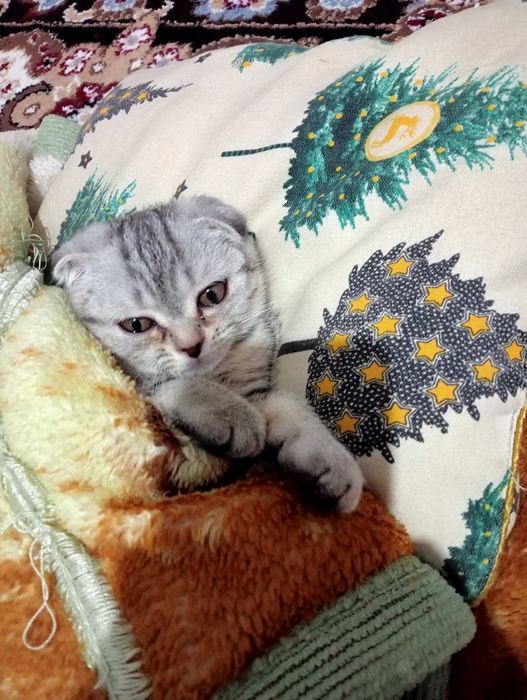 Чисто шотланская