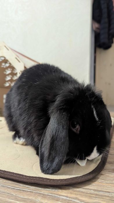 Декоративный кролик.