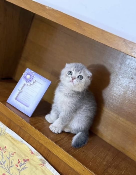 Шиншилла Вислоухие Шотландские