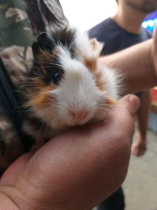 Продаются морские свинки