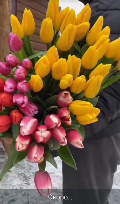 Предзаказ на тюльпаны открытата