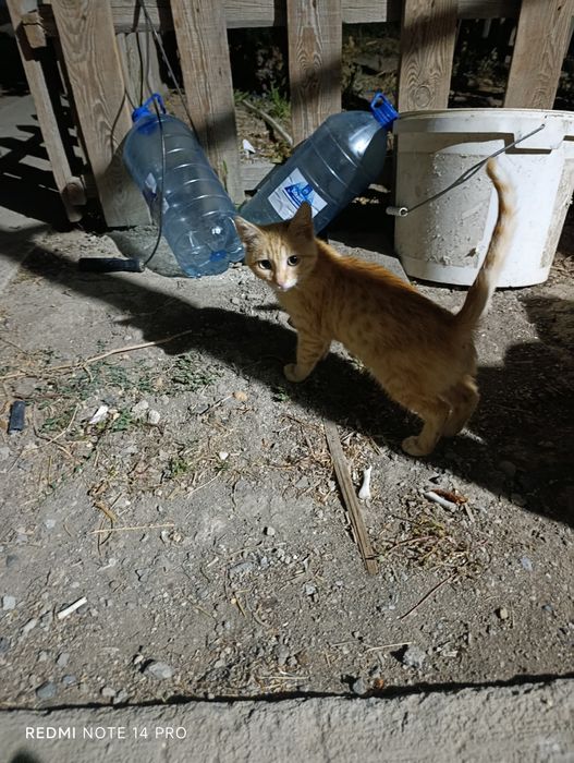 Котенок в добрые руки