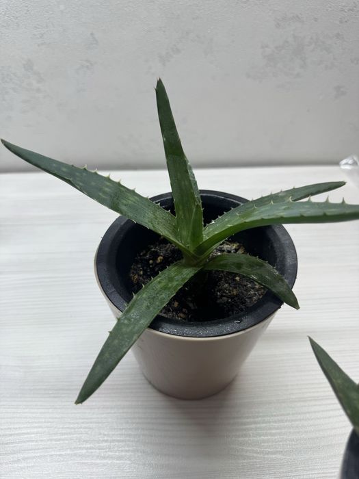 Продам ростения алоэ вера