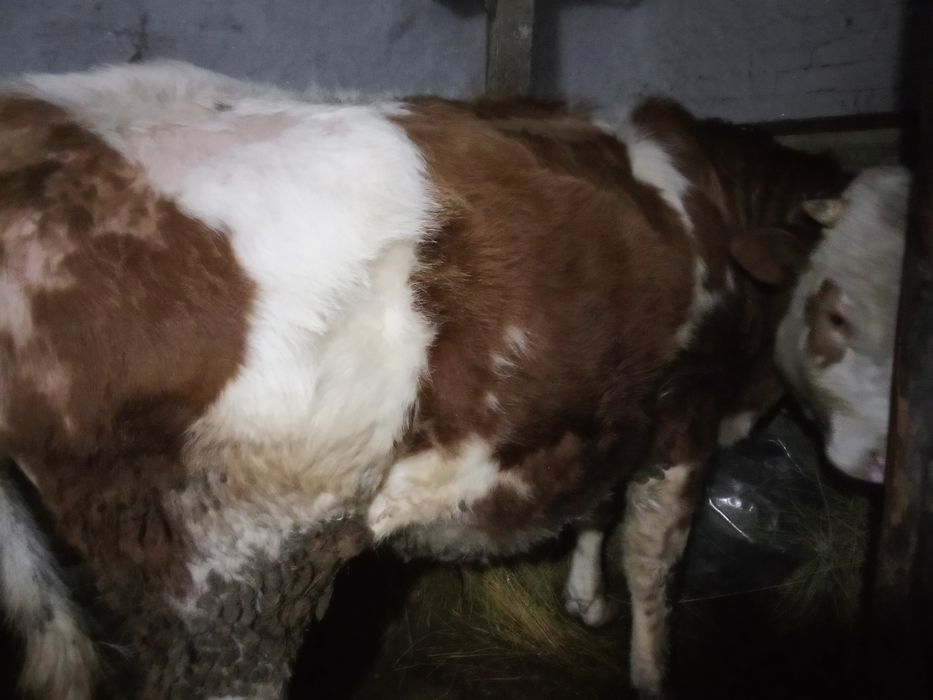 Продам быка 2 -х летка