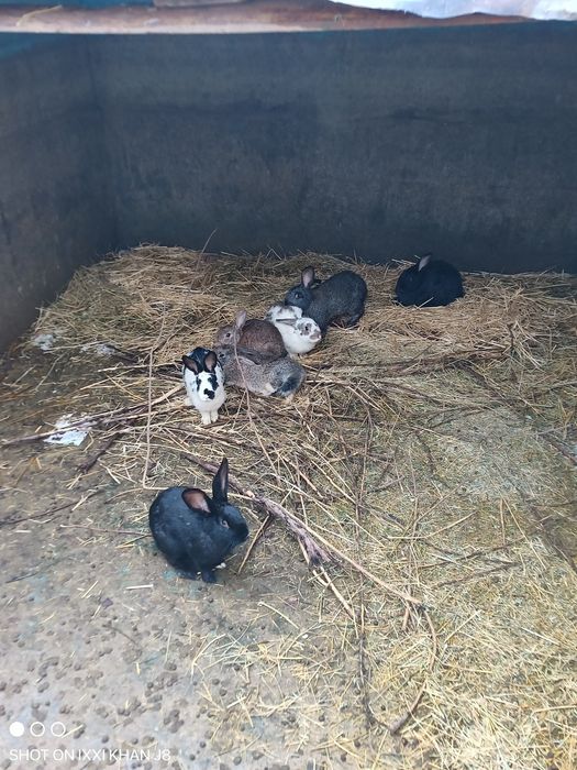 Продам кроликов полугодовалые