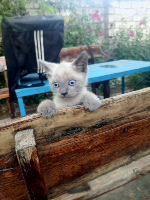 Продам котёнка!Добрым и любящим животных людям!