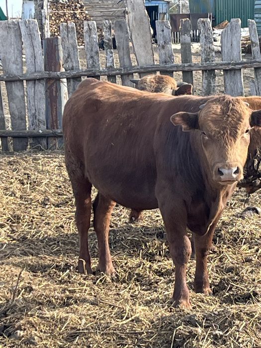 Откормнан 2 Букак сатылады