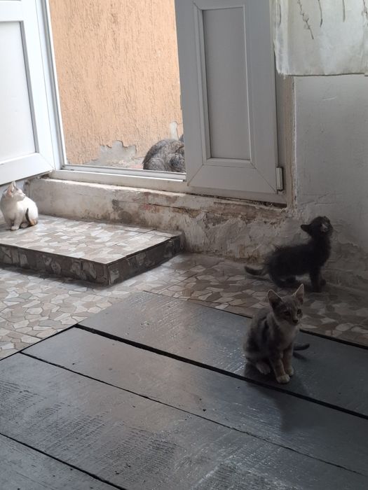 Pisici mici spre adoptie