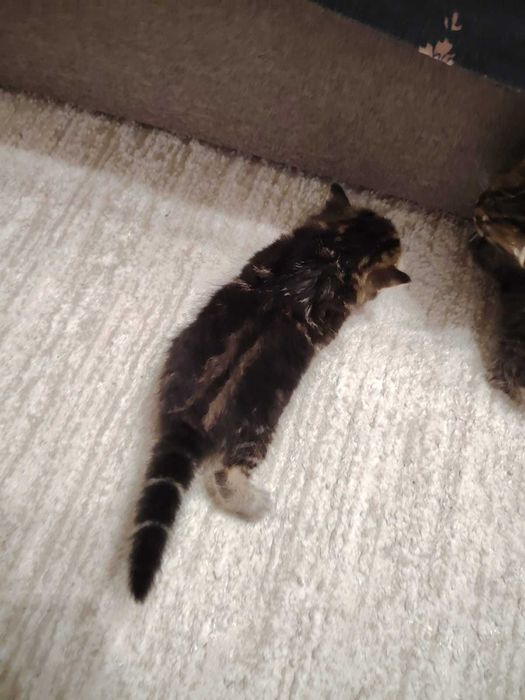 Отдам котят в добрые руки