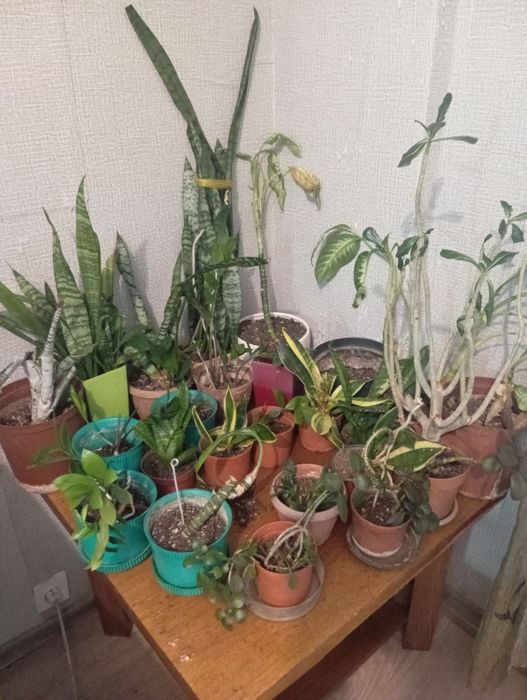 Продам комнатные цветы