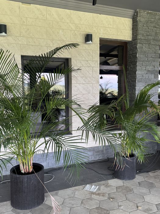 Plante naturale ( palmieri, etc) plante ornamentale