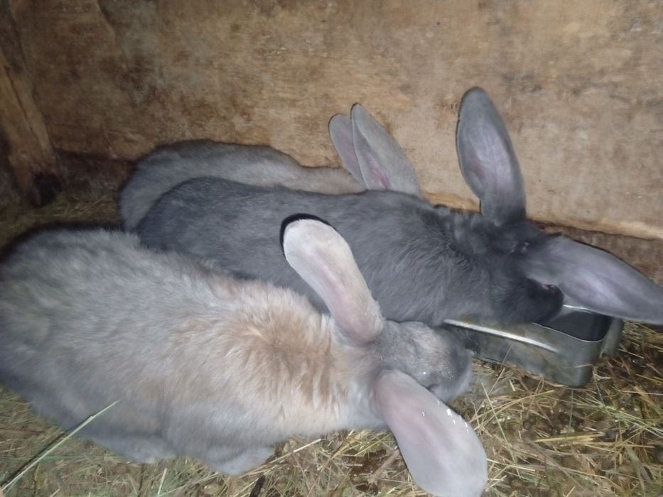 Продам  кроликов