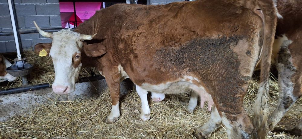 Vând vaci baltata românească