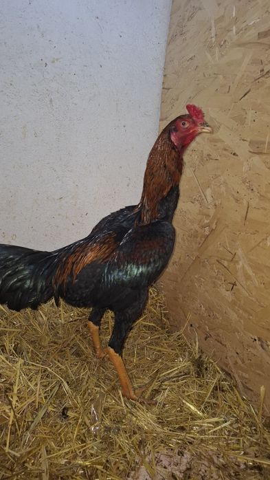 Продам чужиков разных