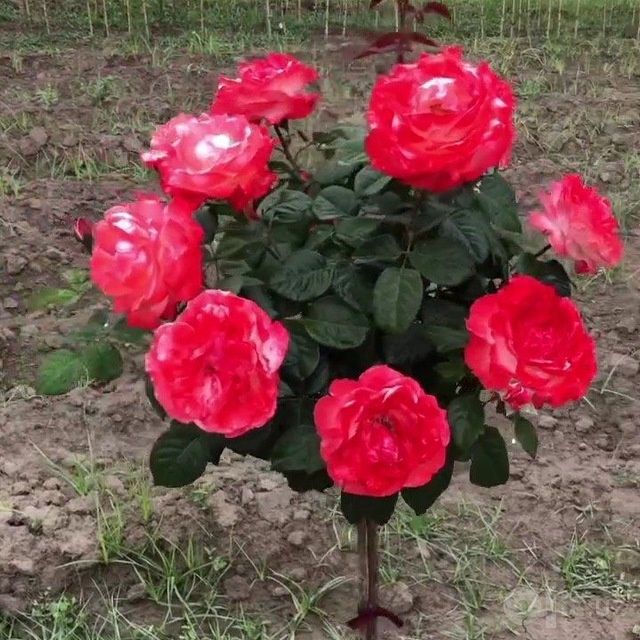 Декоратив гуллар