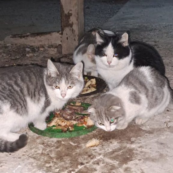 мысықтар котята тегін