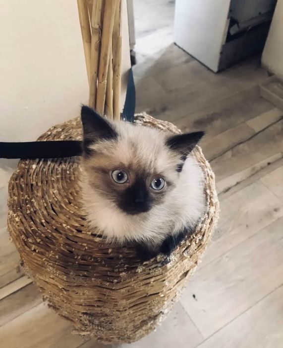 Сиамские Котята в Дар!