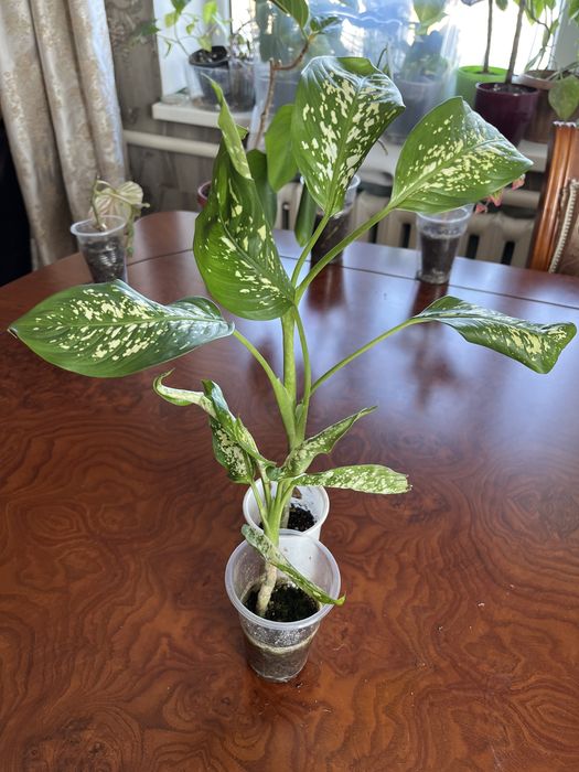 Бегонии, филодендроны