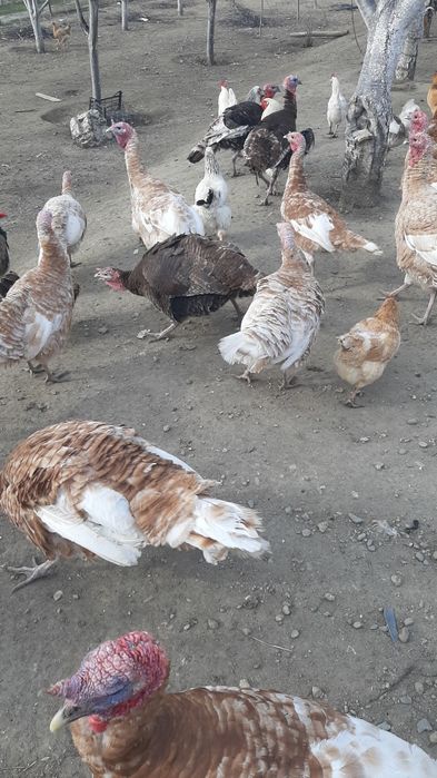 Prodavam  mladi gaski i mladi misiri