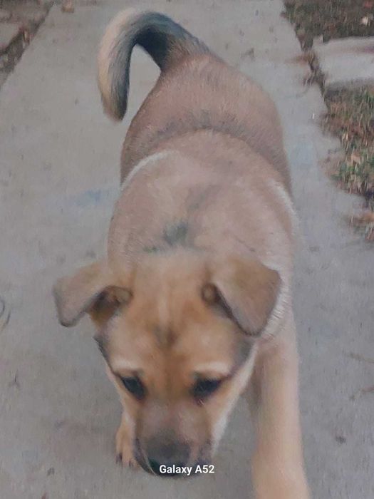 Отдам щенка в хорошие руки