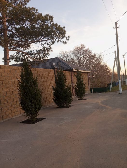 Ели туи тополя сосны