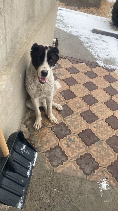 Алабай 11 месячный