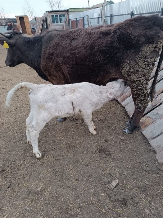 Тёлки с телятами