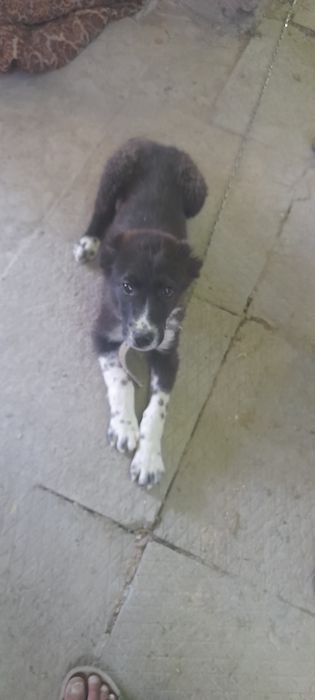 Toza alabay zodli it