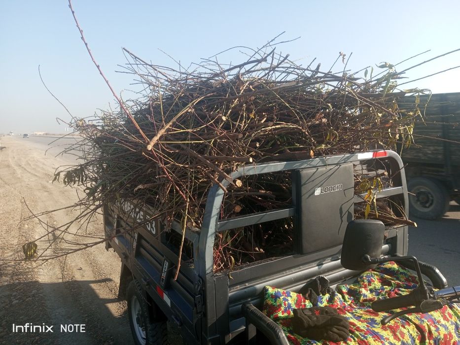 Oʻtin sotiladi 5 muravey chiqadi