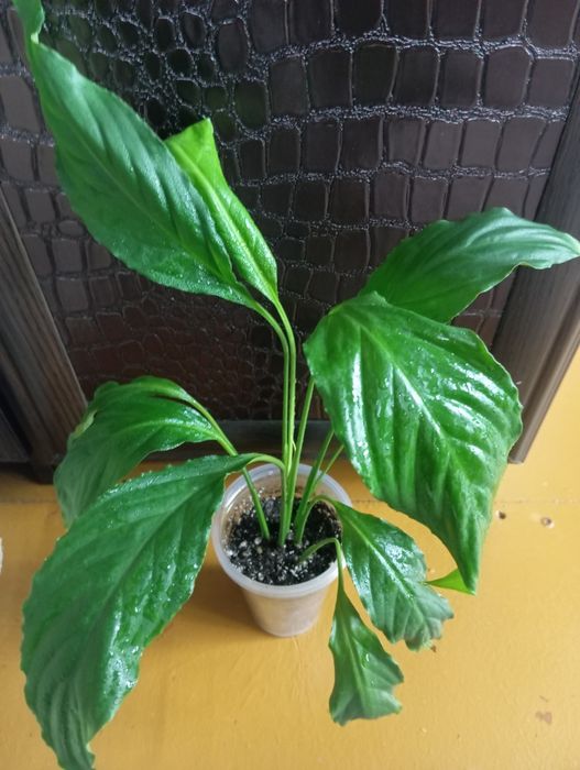 Колеусы спатифиллум.