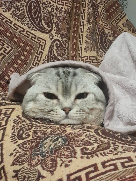 "Кот на час" для вязки