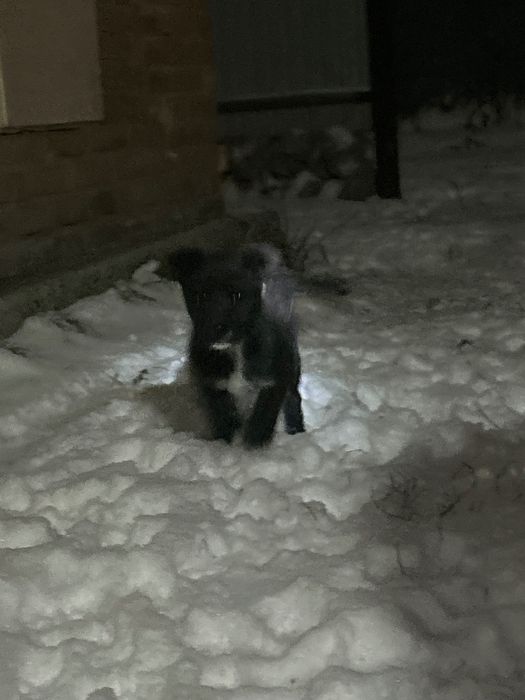 Отдам щенка (мальчик)