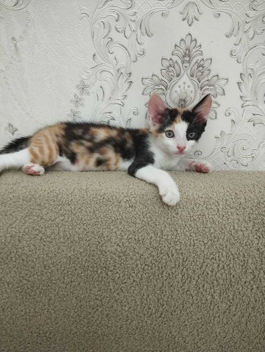 Отдам котят в хорошие руки