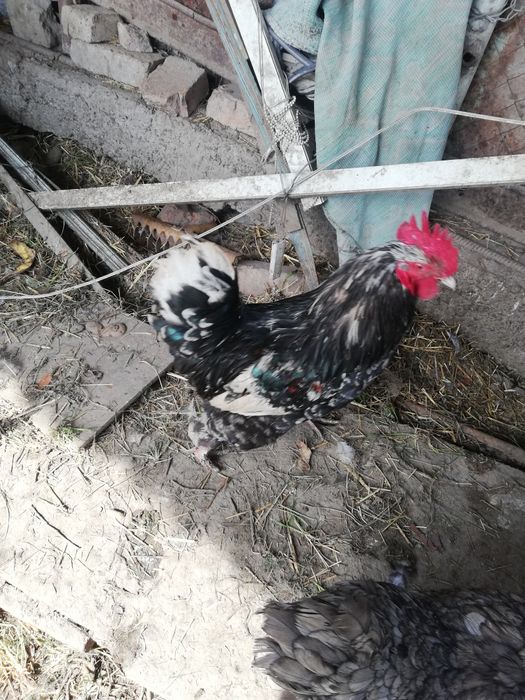 Петухи молодые, домашние