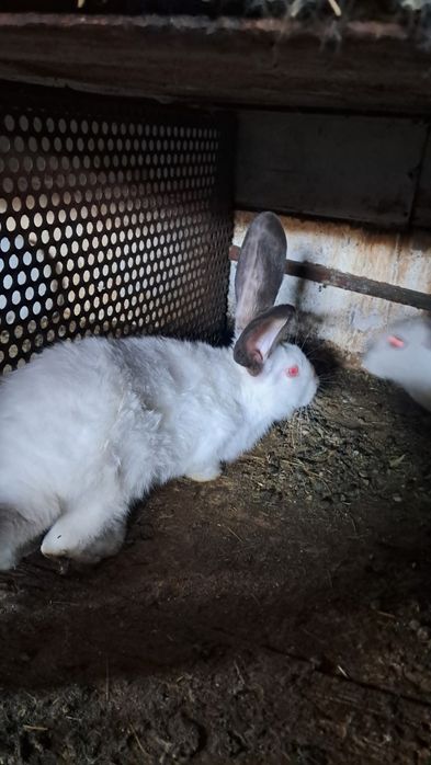 Vând Uriaș de Transilvania