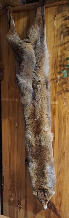 Лисица естествена/яка лисица