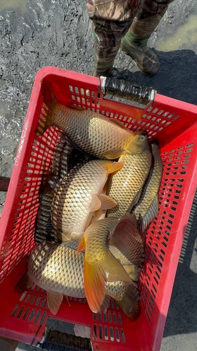 сазан бор таеор 80.грамдан 300 грамгача таеор
амур бор уруглик 50.100