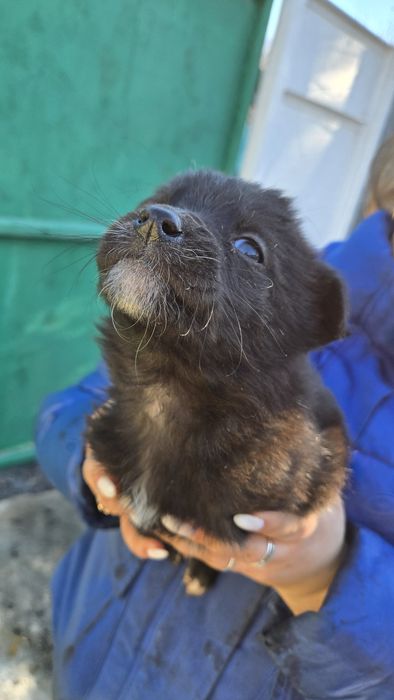 Отдам даром. Есть 8 щенят.