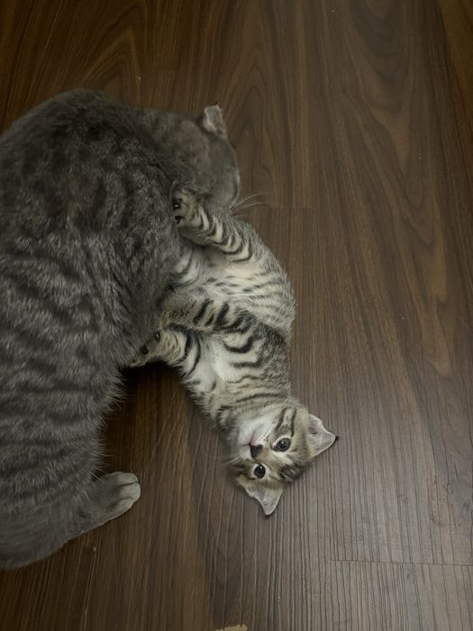 Шотландский вислоухий котёнок (Scottish Fold)