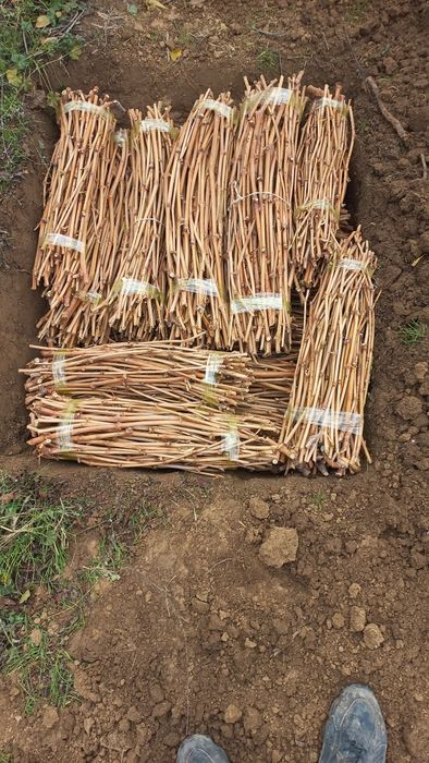 Uzum qalamcha ko‘chatlari