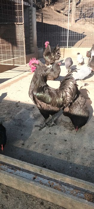 Vand oua de Australorp negru.