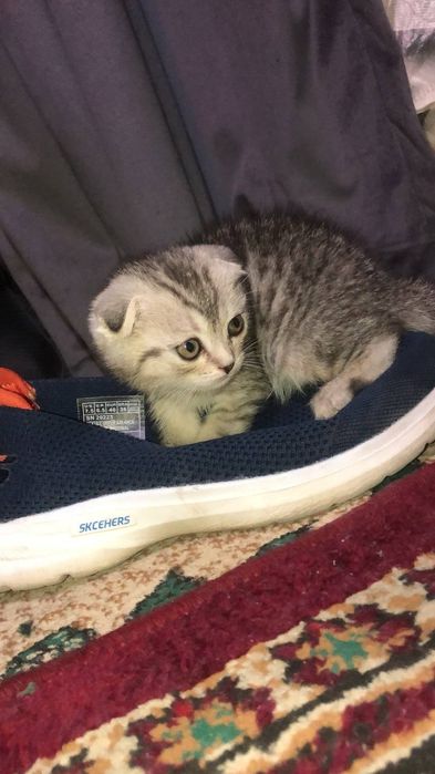 Британский катят продаю