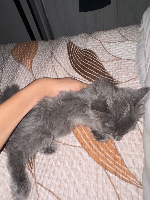 кошка британская