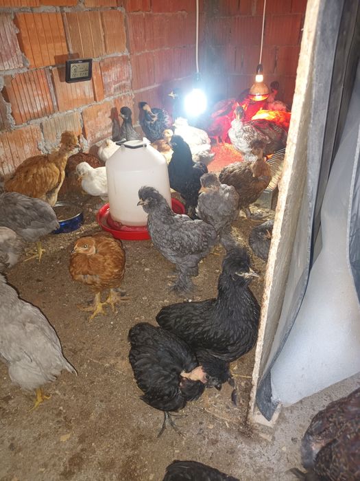 Pui motati si încaltati doua luni