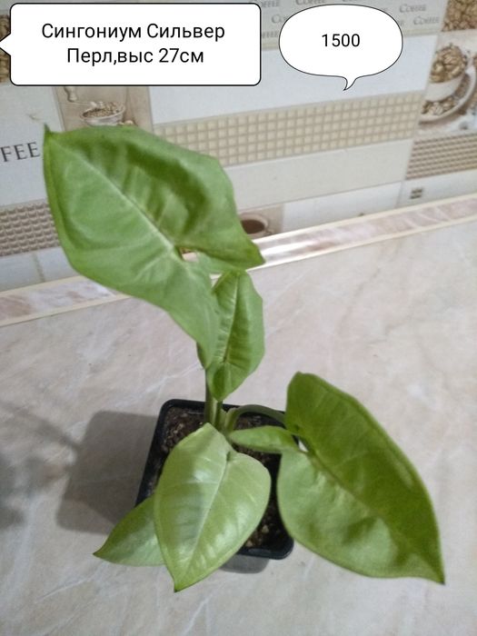 Продам Сингониумы.Пеперомии