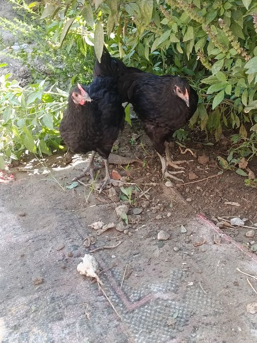 2 ta tovuq sotiladi biri ho'roz bo'lishi ham mumkin
