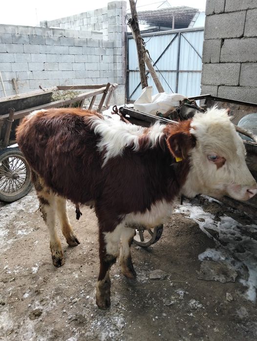 Бычки 7-8 месяцев