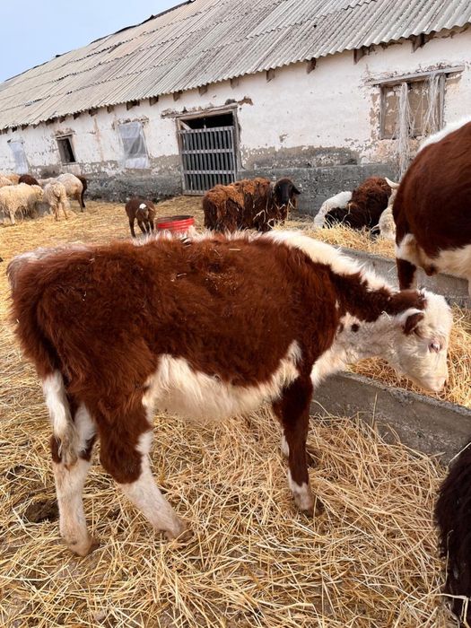 Продам телок прошлогодних