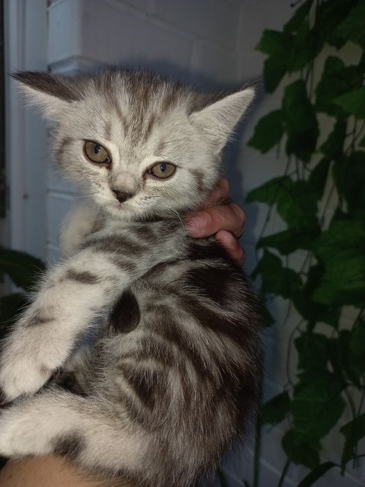 Продам котят скоттиш страйт и скоттиш фолд.