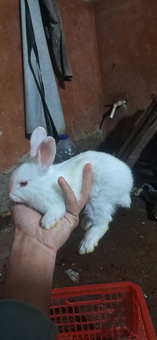 Quyon bolalari toza falndr